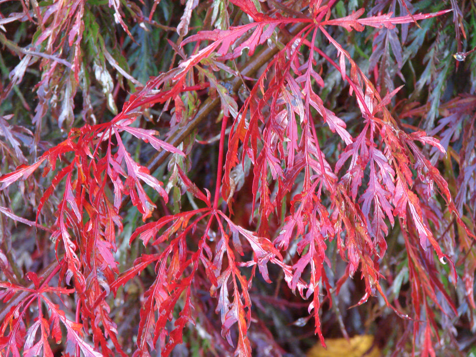 Acer palmatum 'Inaba shidare' Japanese Maple