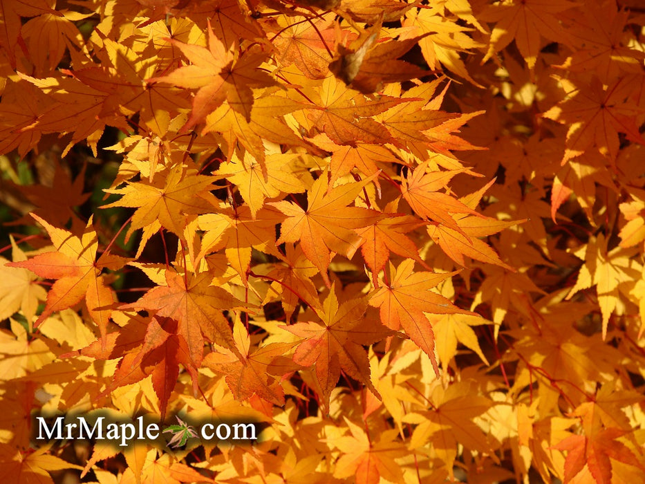 Acer palmatum 'Beni kawa' Coral Bark Japanese Maple