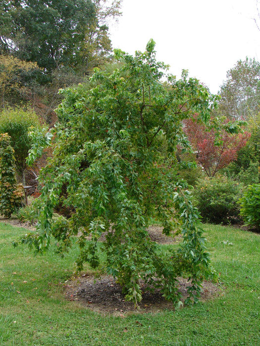 Acer buergerianum 'Angyo Weeping' Trident Maple Tree