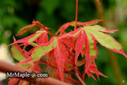 - Acer palmatum 'Beni shichihenge' Pink Variegated Japanese Maple - Mr Maple │ Buy Japanese Maple Trees