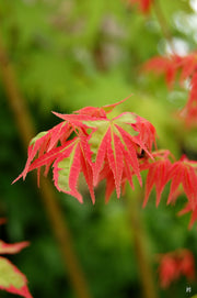 - Acer palmatum 'Beni shichihenge' Pink Variegated Japanese Maple - Mr Maple │ Buy Japanese Maple Trees