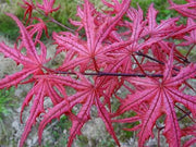 - Acer palmatum 'Celebration' Japanese Maple - Mr Maple │ Buy Japanese Maple Trees