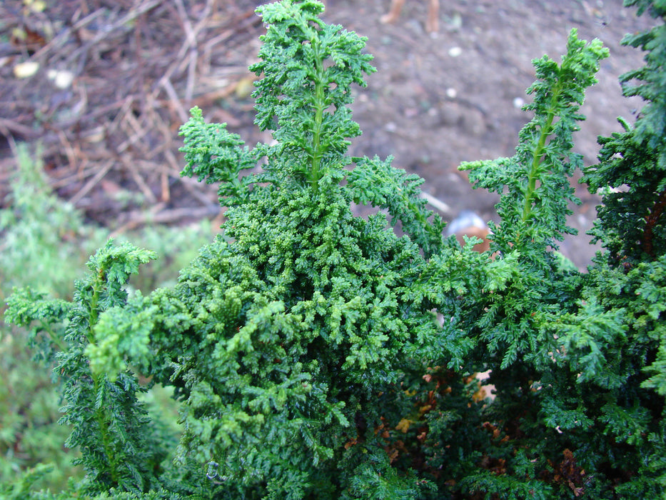Chamaecyparis obtusa 'Chirimen' Dwarf Hinoki Cypress