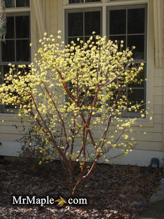 Cornus officinalis 'Kintoki' Yellow Flowering Cornelian Cherry Dogwood