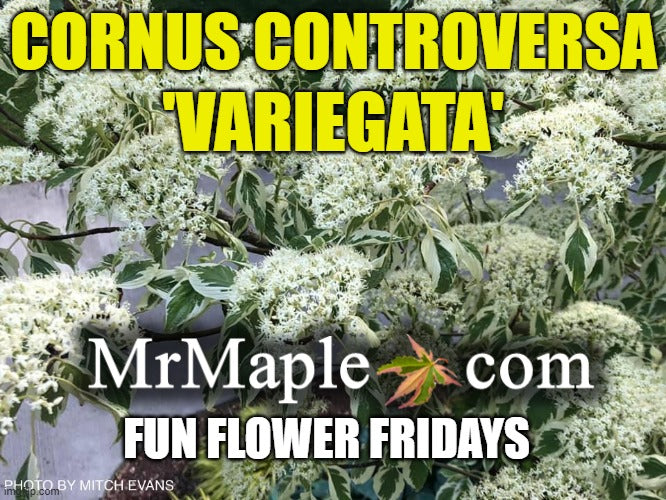 Cornus controversa 'Variegata' Rare Variegated Giant Dogwood