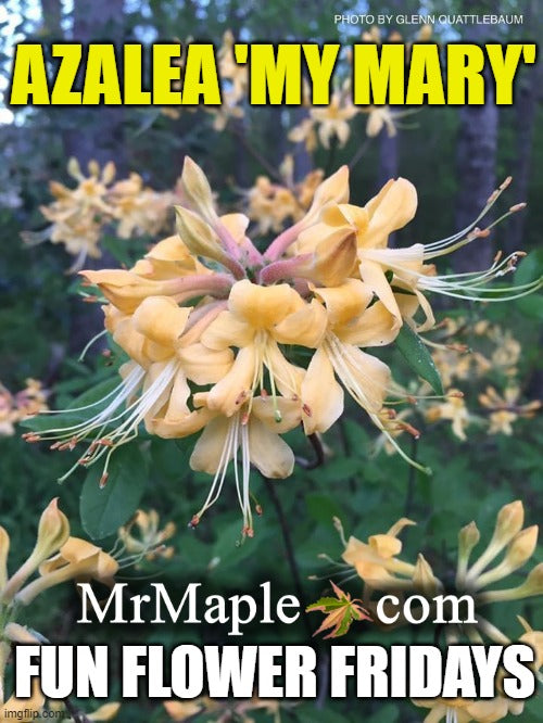 Azalea 'My Mary’ Yellow Native Azalea