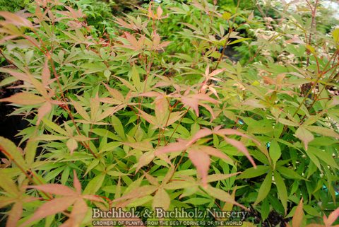 Acer palmatum 'Kenbu' Japanese Maple