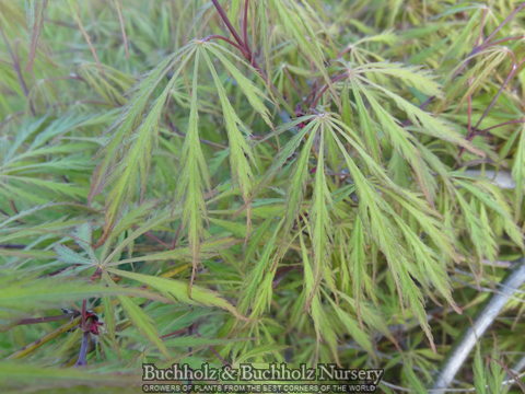 Acer palmatum 'Green Gem' Japanese Maple