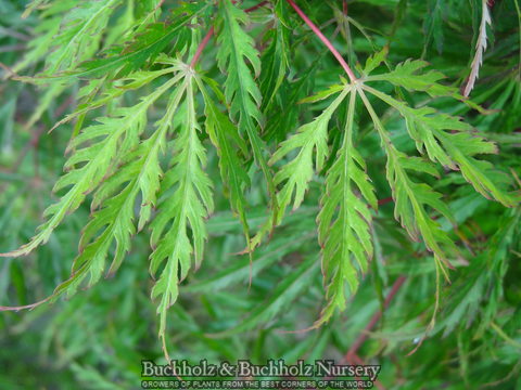 Acer palmatum 'Green Gem' Japanese Maple