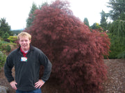 - Acer palmatum 'Red Filigree Lace' Dwarf Japanese Maple - Mr Maple │ Buy Japanese Maple Trees