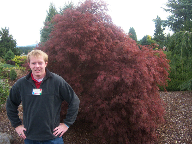 - Acer palmatum 'Red Filigree Lace' Dwarf Japanese Maple - Mr Maple │ Buy Japanese Maple Trees