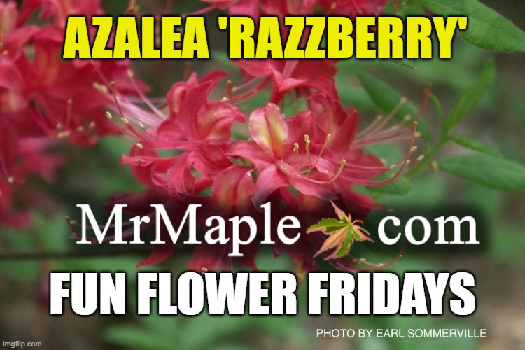 Azalea 'Razzberry’ Pink Native Azalea