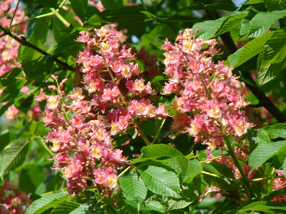 Aesculus x carnea 'Fort McNair' Red Flowering Horse Chestnut Tree