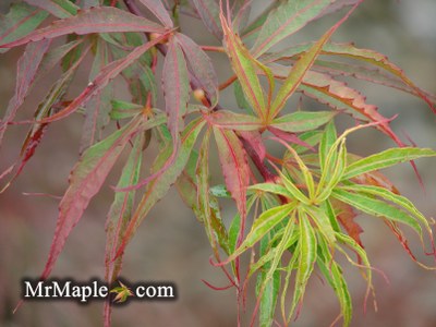Acer palmatum 'Fukinagashi' Strap Leaf Japanese Maple