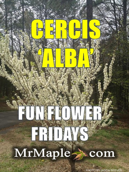 Cercis chinensis 'Alba' White Blooming Redbud Tree