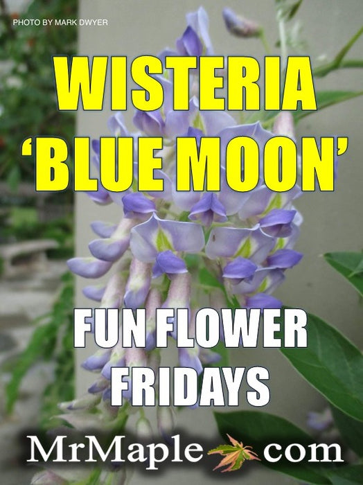 Wisteria macrostachya 'Blue Moon' Blue Kentucky Wisteria