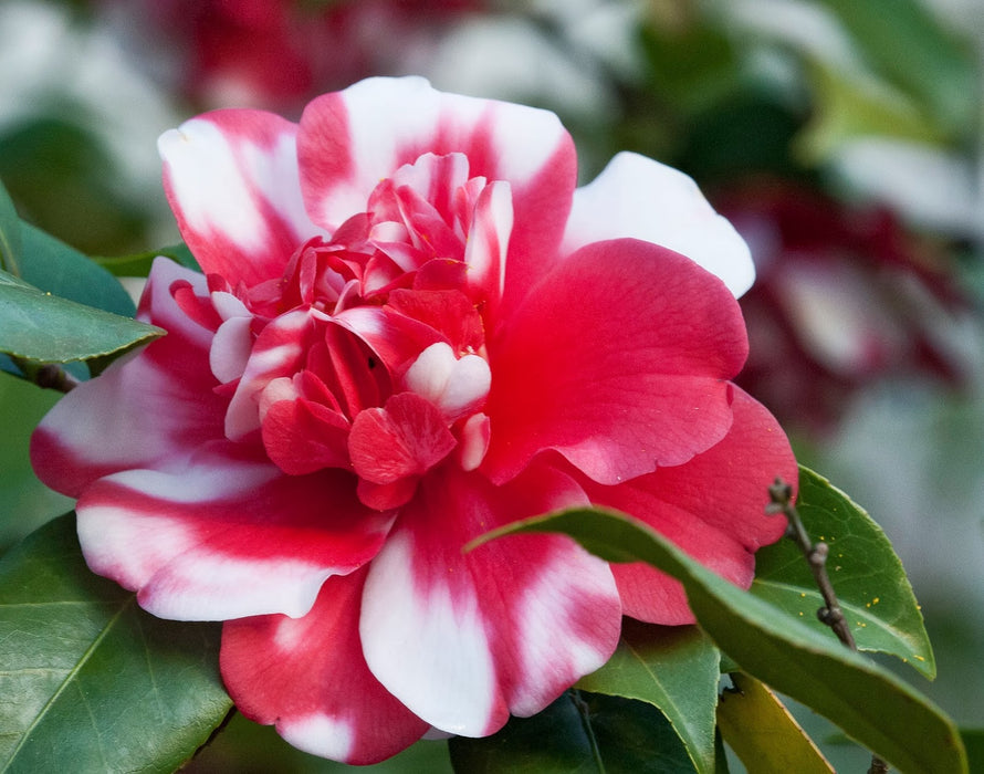 Camellia japonica 'Governor Mouton' Double Pink-Red and White Variegated Bloom Hardy Camellia