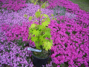 - Acer shirasawanum 'Jordan' Golden Full Moon Japanese Maple - Mr Maple │ Buy Japanese Maple Trees