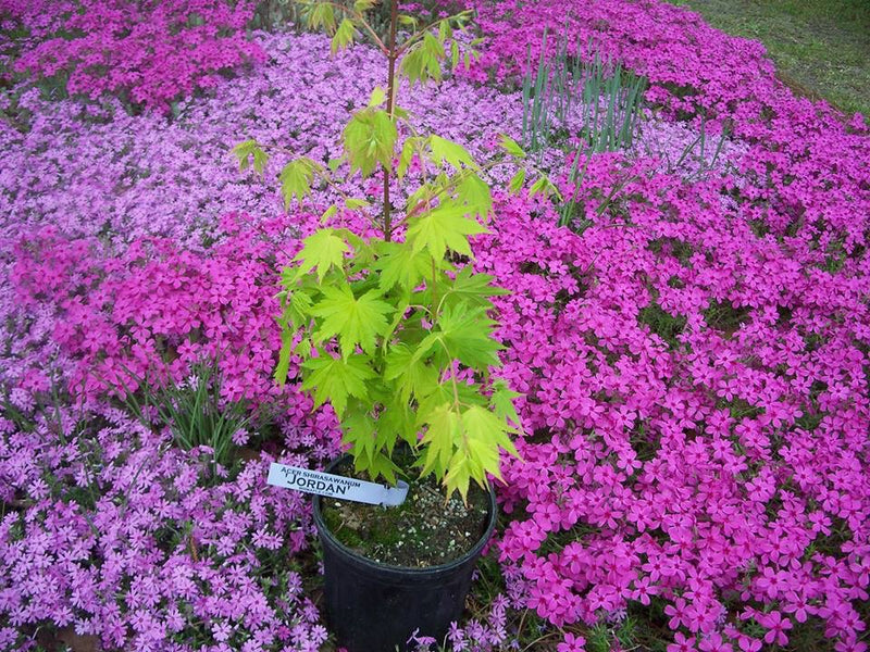 - Acer shirasawanum 'Jordan' Golden Full Moon Japanese Maple - Mr Maple │ Buy Japanese Maple Trees