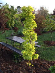 - Acer shirasawanum 'Jordan' Golden Full Moon Japanese Maple - Mr Maple │ Buy Japanese Maple Trees