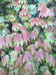 - FOR PICKUP ONLY | Acer shirasawanum Moonrise™ Full Moon Japanese Maple | DOES NOT SHIP - Mr Maple │ Buy Japanese Maple Trees