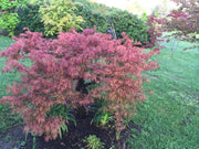 - Acer palmatum 'Baldsmith' Laceleaf Japanese Maple - Mr Maple │ Buy Japanese Maple Trees