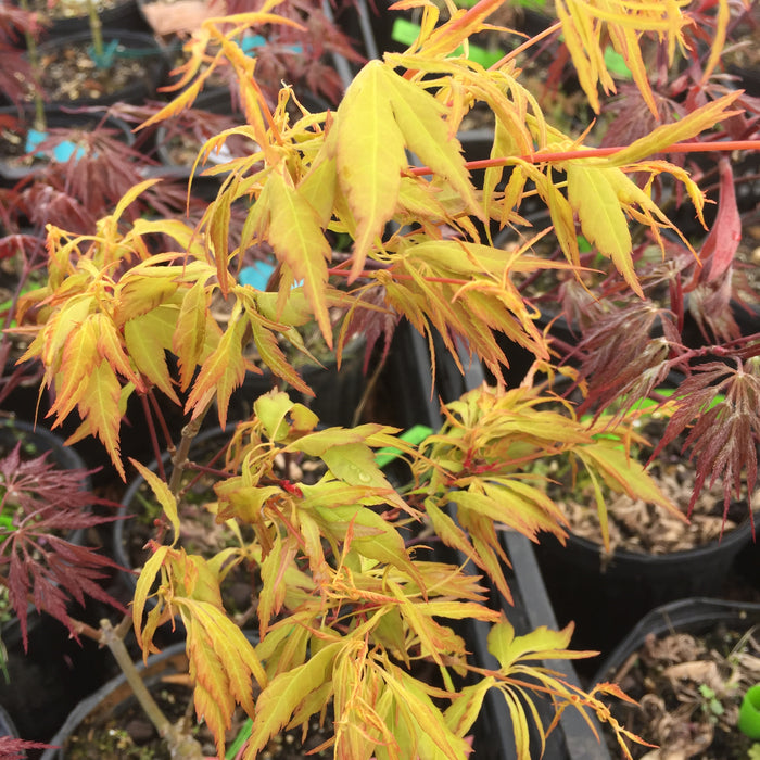 Acer palmatum 'Hanezu hagoromo' Orange Hagoromo Japanese Maple