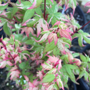 - Acer palmatum 'Ilarian' Japanese Maple - Mr Maple │ Buy Japanese Maple Trees