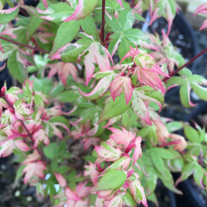 - Acer palmatum 'Ilarian' Japanese Maple - Mr Maple │ Buy Japanese Maple Trees