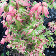 - Acer palmatum 'Ilarian' Japanese Maple - Mr Maple │ Buy Japanese Maple Trees