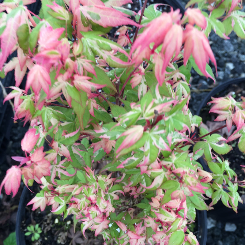 - Acer palmatum 'Ilarian' Japanese Maple - Mr Maple │ Buy Japanese Maple Trees