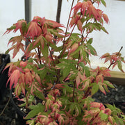 - Acer palmatum 'Ilarian' Japanese Maple - Mr Maple │ Buy Japanese Maple Trees