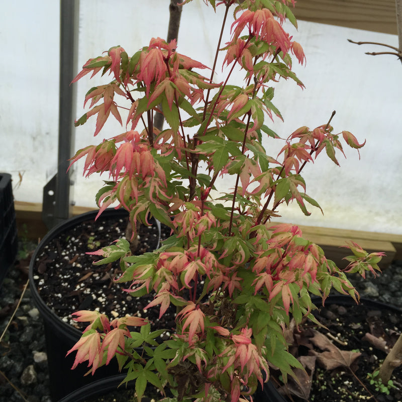 - Acer palmatum 'Ilarian' Japanese Maple - Mr Maple │ Buy Japanese Maple Trees