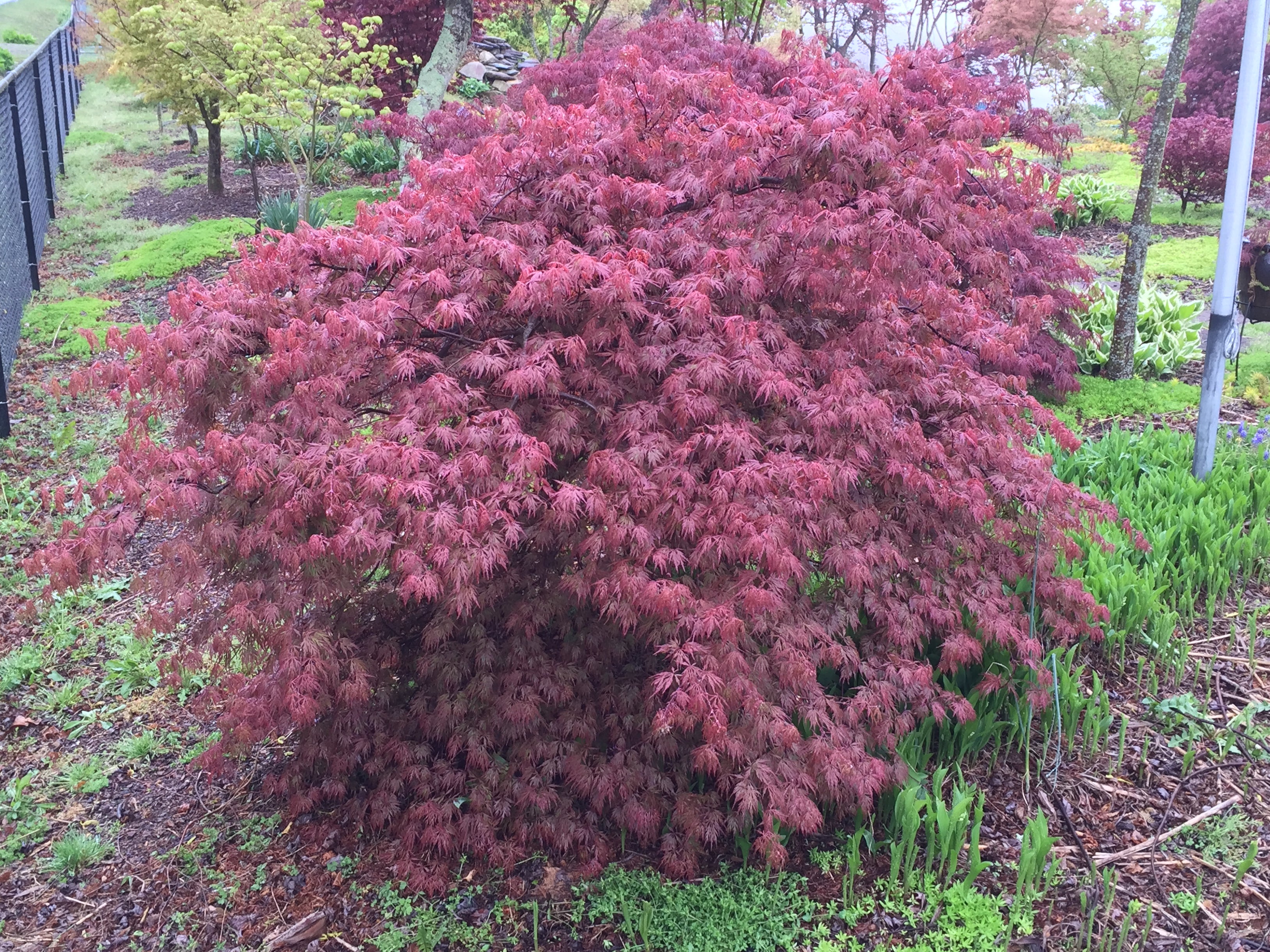 Buy Acer Palmatum Dissectum Orangeola Japanese Maple — Mr Maple │ Buy Japanese Maple Trees