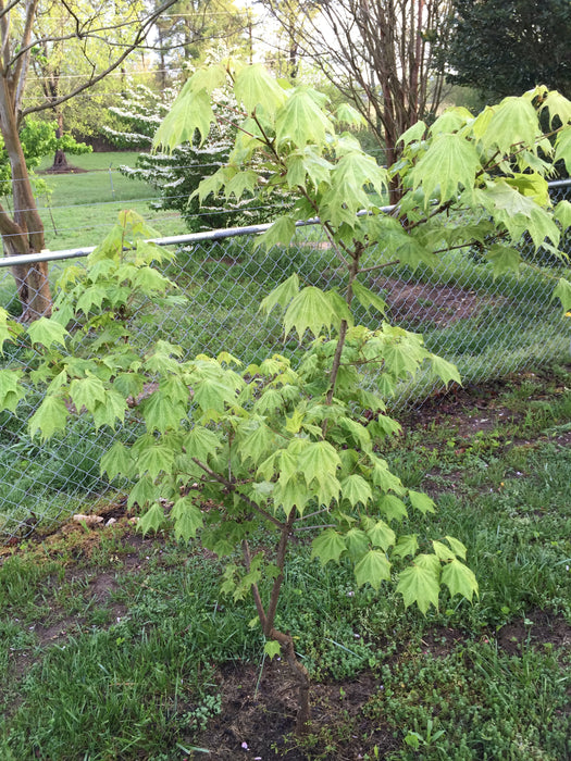 Acer pictum 'Usugumo' Batwing Maple