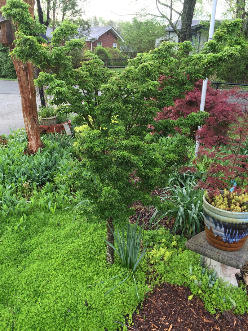 - Acer palmatum 'Shishigashira' Lion's Head Japanese Maple - Mr Maple │ Buy Japanese Maple Trees