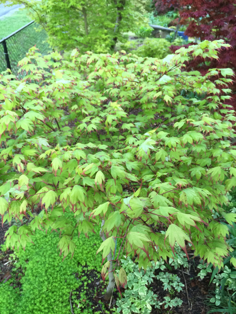 - Acer palmatum 'Tsuma gaki' Japanese Maple - Mr Maple │ Buy Japanese Maple Trees
