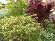 - Acer palmatum 'Tsuma gaki' Japanese Maple - Mr Maple │ Buy Japanese Maple Trees
