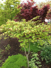 - Acer palmatum 'Tsuma gaki' Japanese Maple - Mr Maple │ Buy Japanese Maple Trees