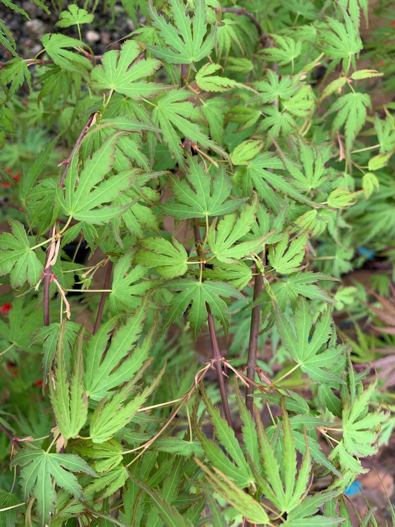 - Acer palmatum 'Green Strap' Rare Japanese Maple - Mr Maple │ Buy Japanese Maple Trees