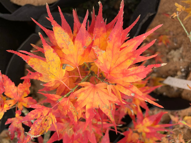 - Acer palmatum 'Koi' Dwarf Japanese Maple - Mr Maple │ Buy Japanese Maple Trees