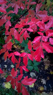 - Acer griseum - Paperbark Maple - Mr Maple │ Buy Japanese Maple Trees