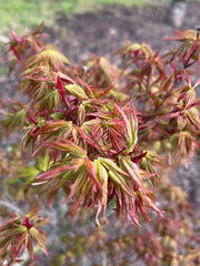 - Acer palmatum 'Koi' Dwarf Japanese Maple - Mr Maple │ Buy Japanese Maple Trees