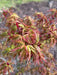 '- Acer palmatum 'Koi' Dwarf Japanese Maple - Mr Maple │ Buy Japanese Maple Trees