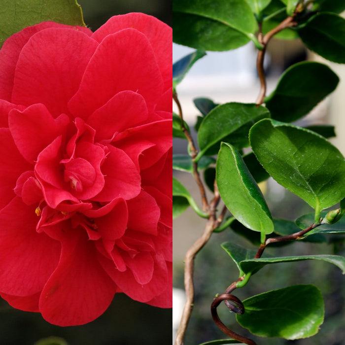 Camellia japonica 'Curly Lady' Red Flowering Camellia