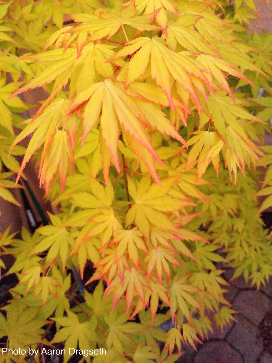 Buy Acer Palmatum 'Orange Dream' Japanese Maple — Mr Maple │ Buy ...