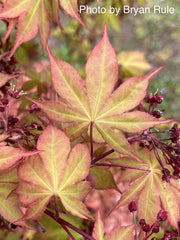 - Acer palmatum 'Osakazuki' Japanese Maple - Mr Maple │ Buy Japanese Maple Trees
