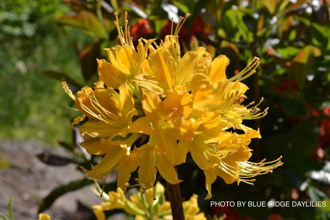 Azalea 'Calendulaceum Gold’ Deciduous Flame Azalea
