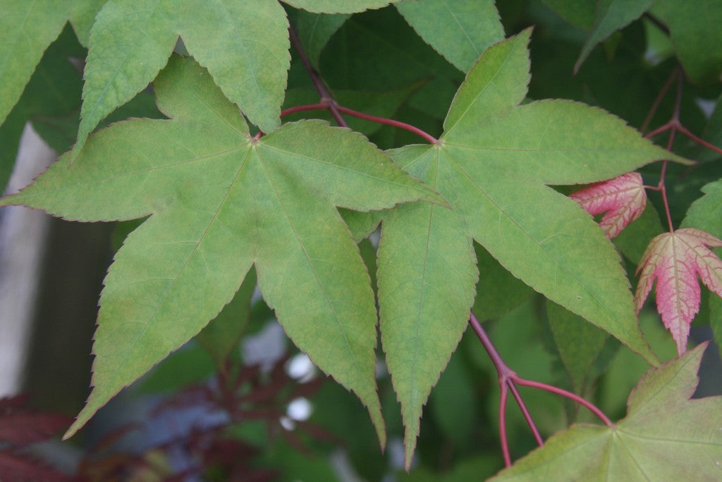Acer palmatum 'Green Tea' Japanese Maple