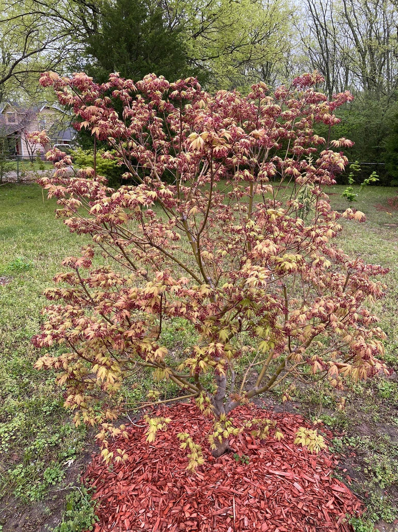 - Acer palmatum 'Osakazuki' Japanese Maple - Mr Maple │ Buy Japanese Maple Trees